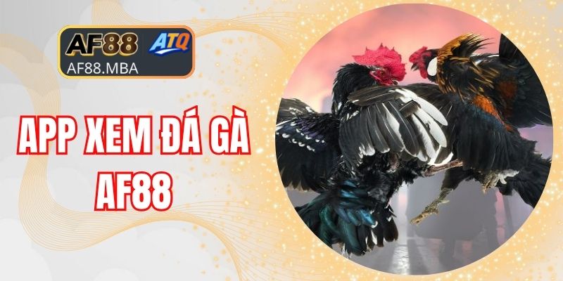 Đá Gà AF88