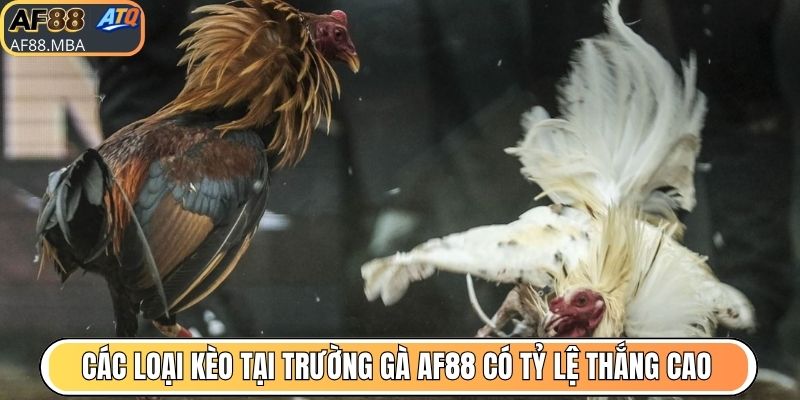 Nhận Định Trường Gà AF88 - Uy Tín Vững Chắc Qua Thời Gian