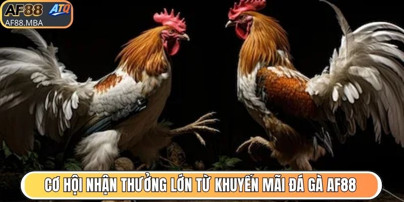 Khuyến Mãi Đá Gà AF88 - Nhà Cái Tri Ân Người Chơi Uy Tín