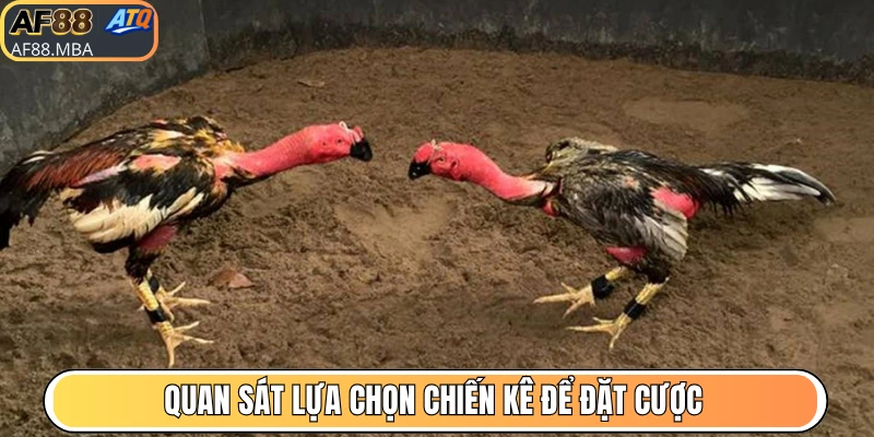 Hướng Dẫn Chơi Đá Gà AF88 Bao Thắng Ăn Đậm Tiền