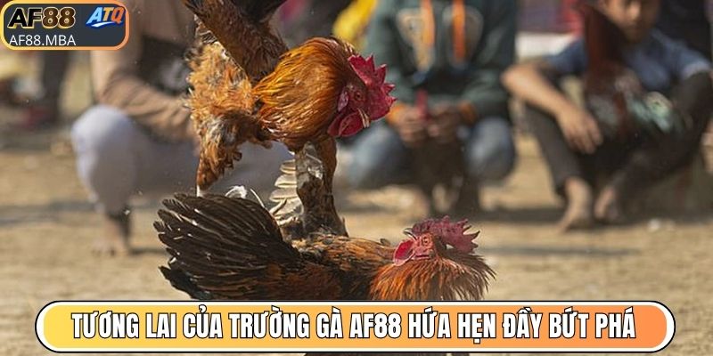 Nhận Định Trường Gà AF88 - Uy Tín Vững Chắc Qua Thời Gian
