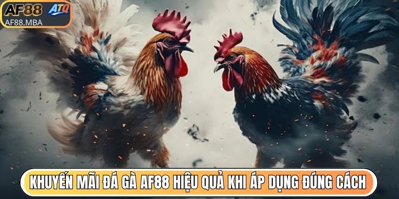 Khuyến Mãi Đá Gà AF88 - Nhà Cái Tri Ân Người Chơi Uy Tín