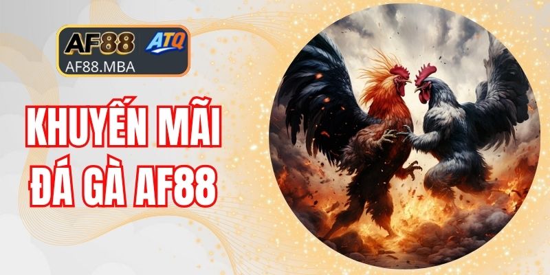 Đá Gà AF88