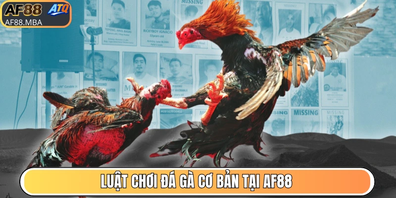 Hướng Dẫn Chơi Đá Gà AF88 Bao Thắng Ăn Đậm Tiền
