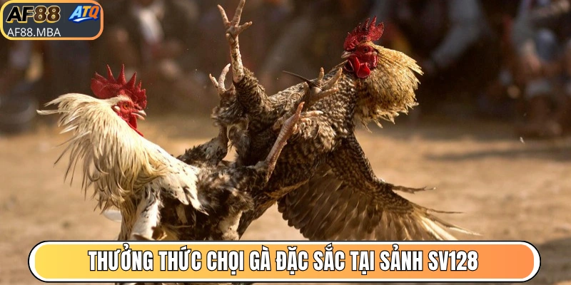 Đá Gà AF88